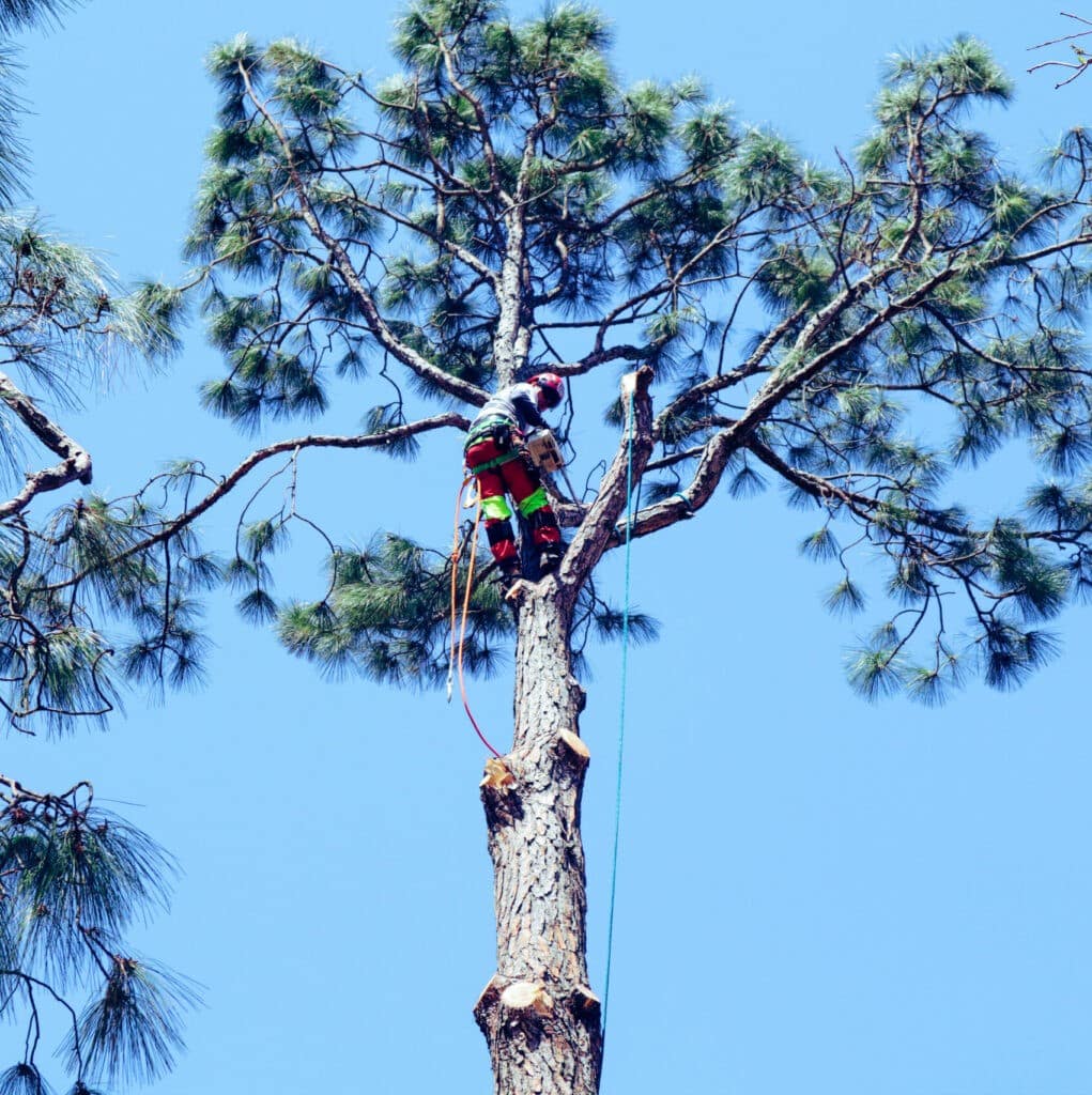 Cutting down a tree in a neighborhood backyard