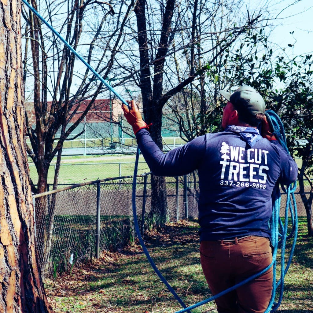 Tree Pruning service in lafayette louisiana