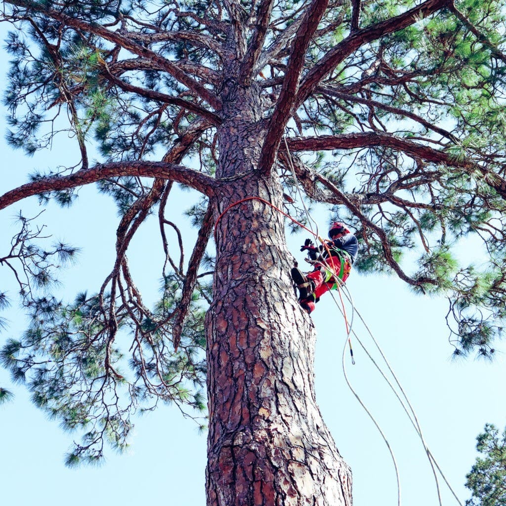 Climbing to perform Tree Removal services in lafayette Louisiana