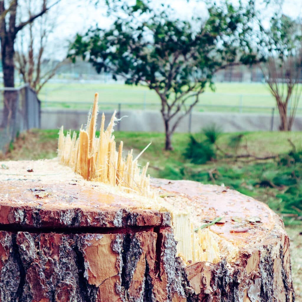 Stump Removal services in lafayette louisiana