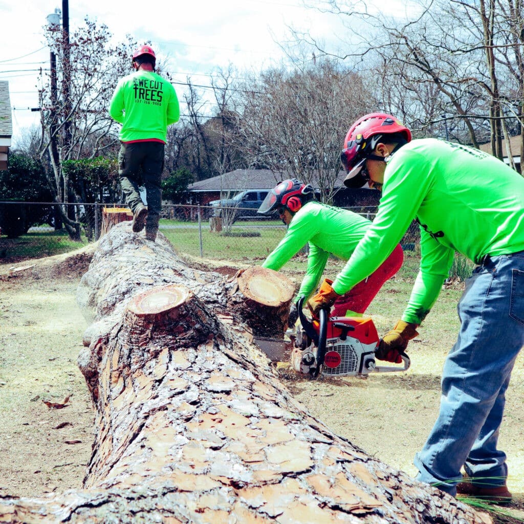 Finishing up a tree removal in Lafayette Louisiana